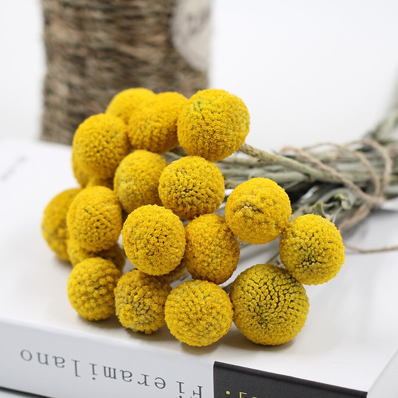 Dried golden billy ball bouquet in yellow, 20 stems