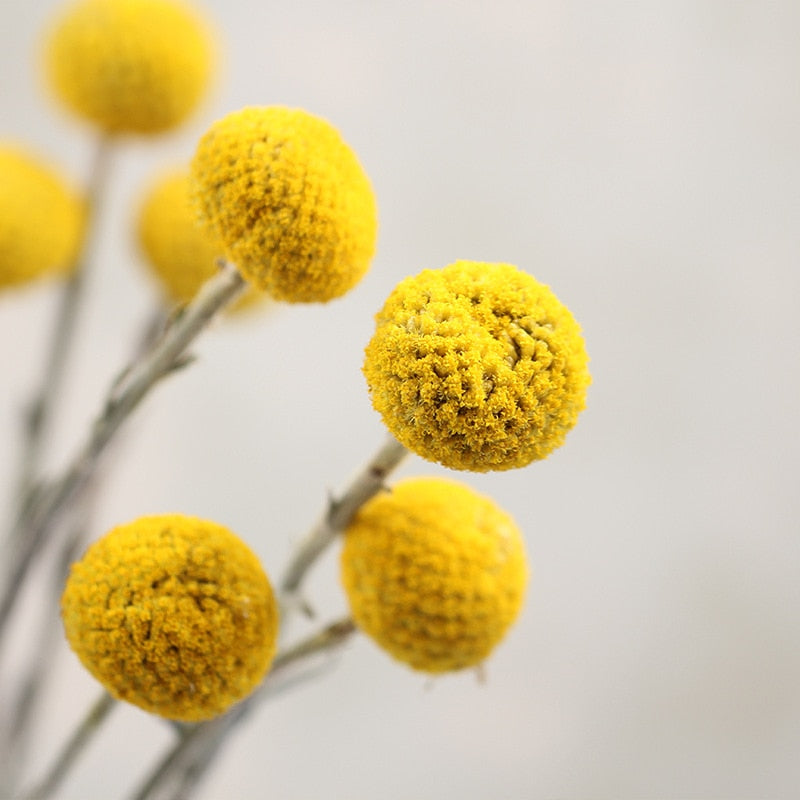 Dried golden billy ball bouquet – view 4