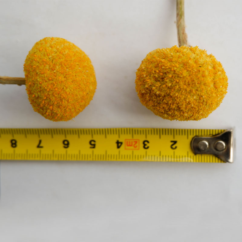 Dried golden billy ball bouquet – view 6