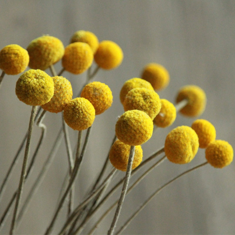 Dried golden billy ball bouquet – view 2